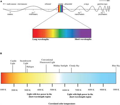 Effects of Daytime Electric Light Exposure on Human Alertness and Higher Cognitive Functions: A Systematic Review